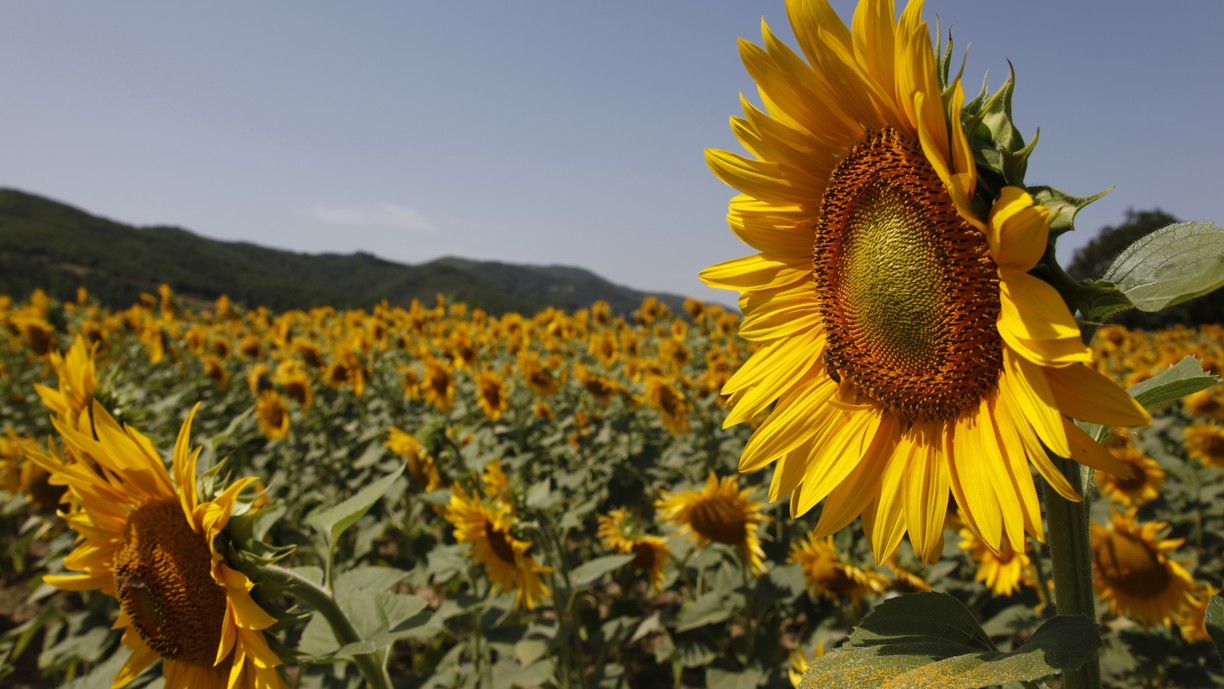 How Sunflowers Follow the Sun The Atlantic