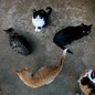an aerial shot of several shorthair cats of different coat colors