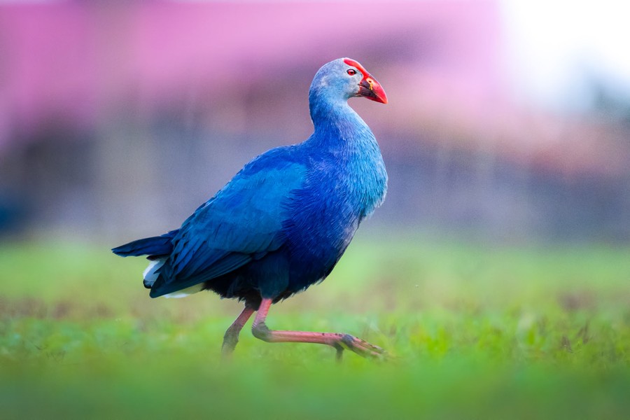 A bird with bright-blue feathers and red beak walks through grass.