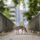 A fox walks on an empty footbridge in a city.