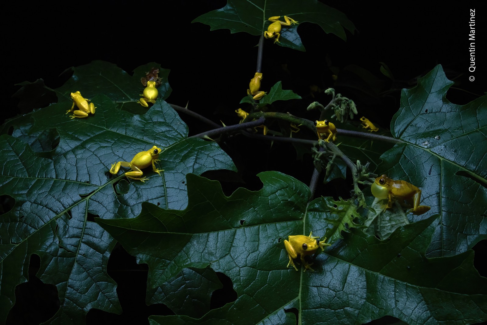A gathering of small tree frogs on broad leaves