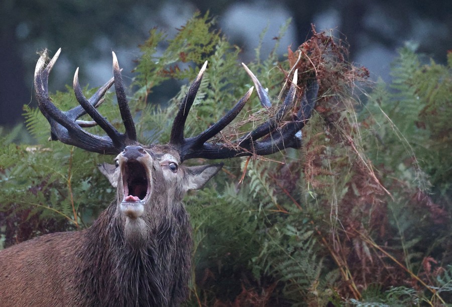 A stag with weeds tangled in its antlers roars.