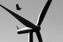 A bird flies past a wind turbine.