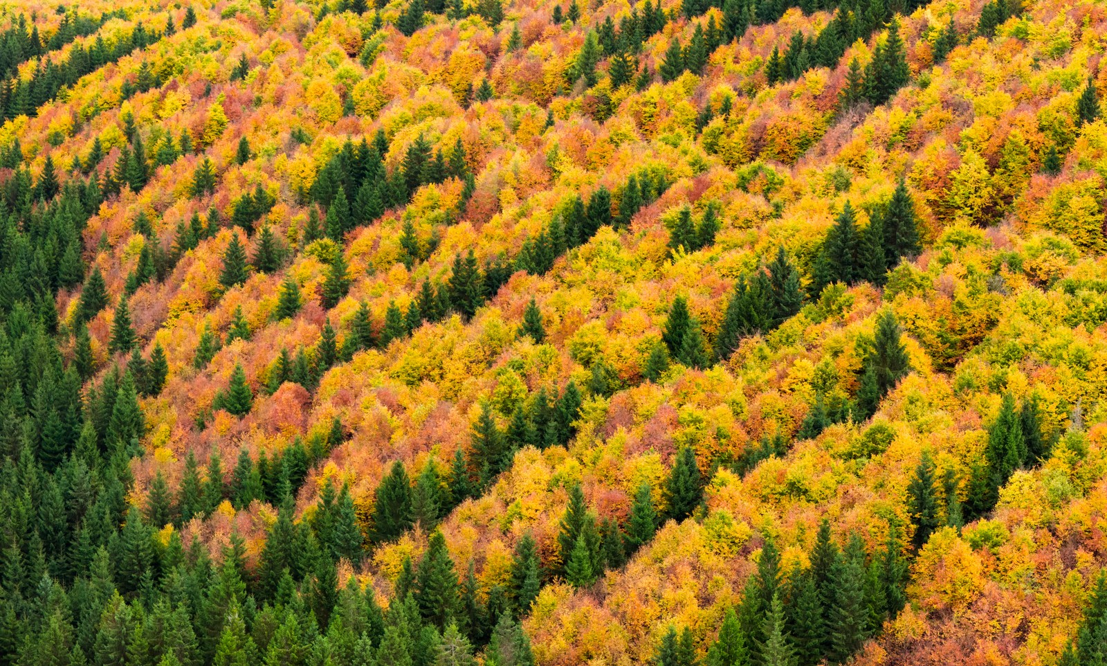 Deciduous trees in colorful autumn colors and green conifers on a mountain slope, seen in an aerial image.