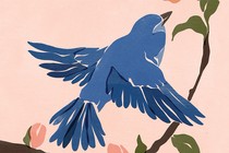 illustration of a bird