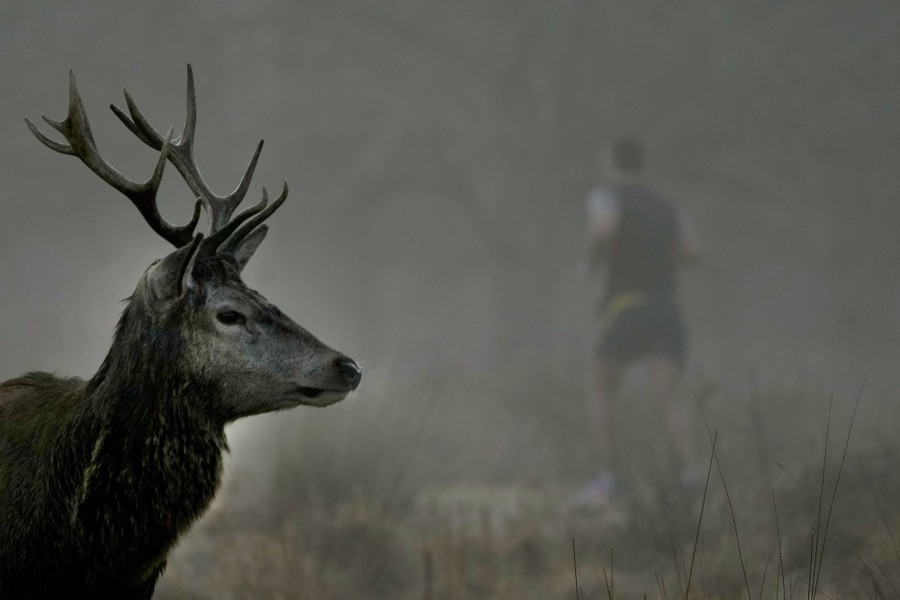 A deer watches as a man runs in morning mist.