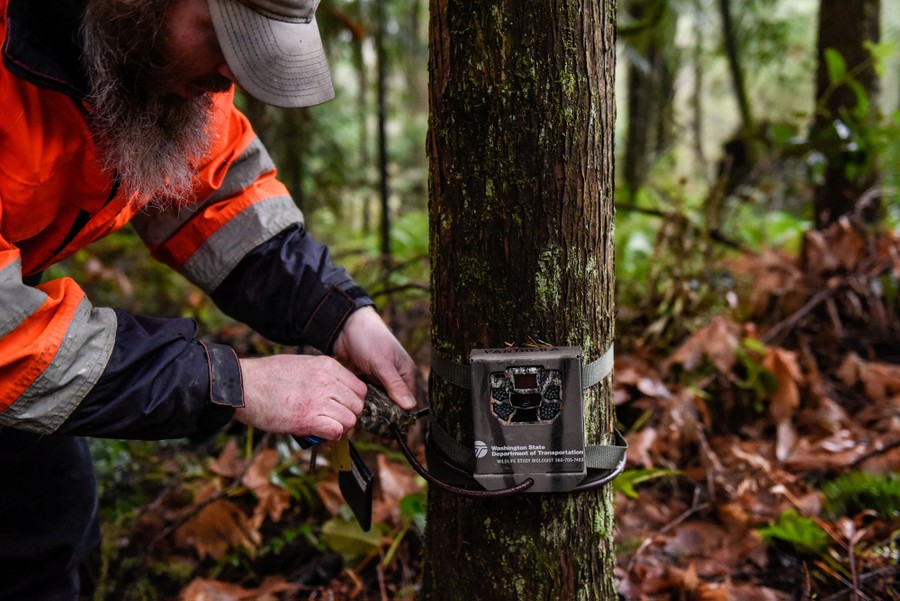 A person kneels down to check a trail camera attached to the trunk of a tree.