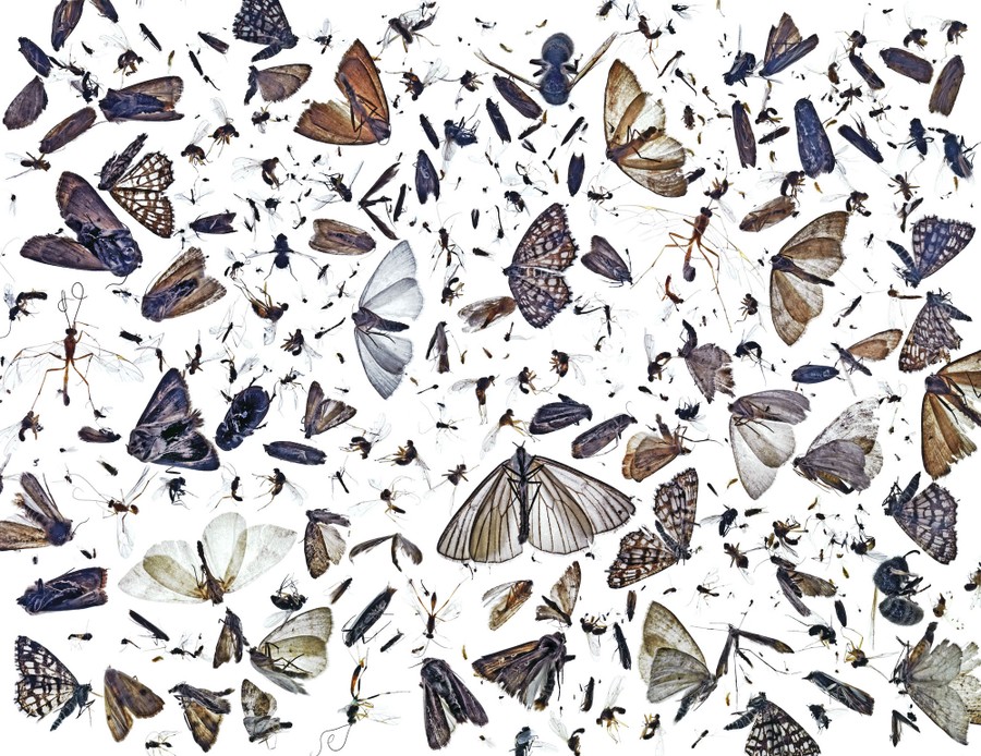 Des dizaines de papillons de nuit morts et d'autres insectes volants sont disposés sur un fond blanc.