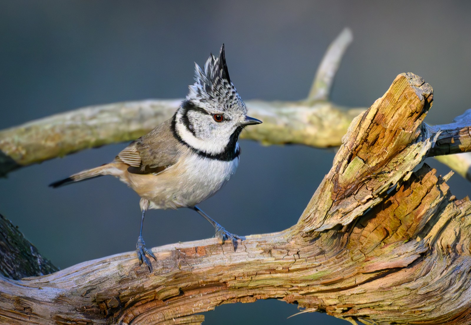 A small bird with a sharp crest perches on a branch.