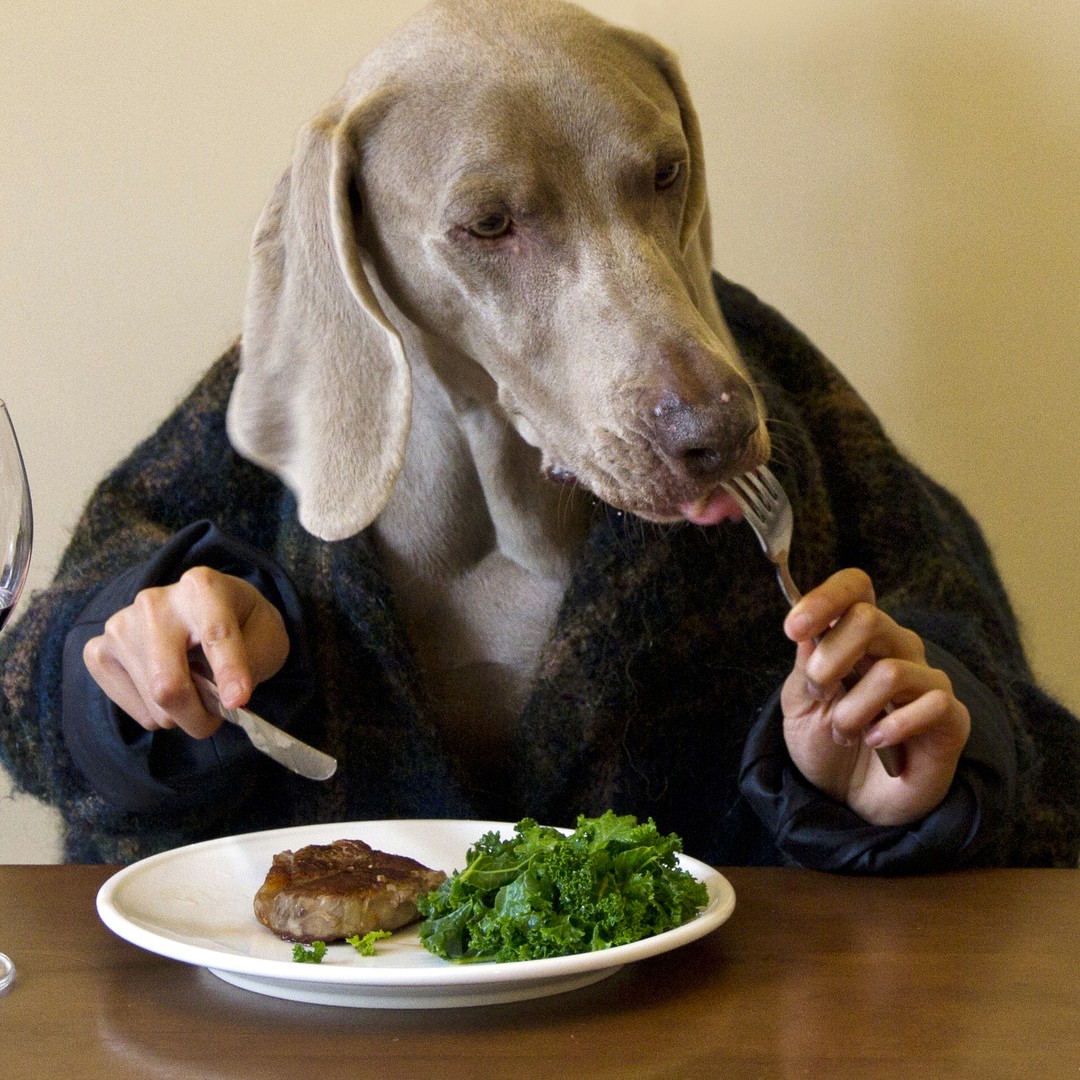 When Did Dogs Start Eating Dog Food