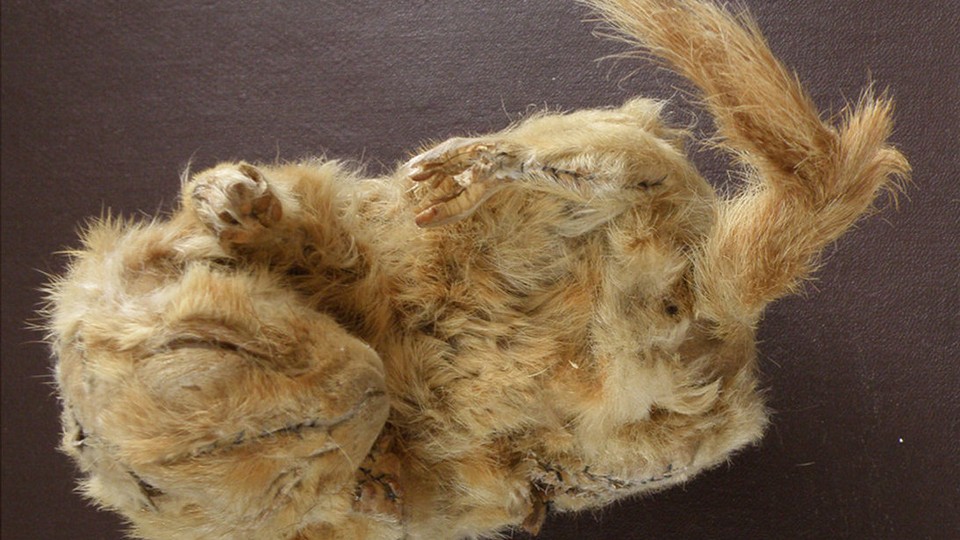 A 30,00-year-old mummified squirrel carcass 