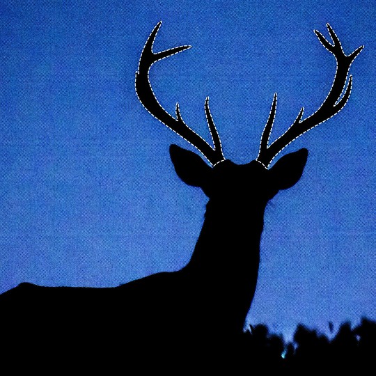 Does Hunting Make Animals Evolve Smaller Antlers and Horns?