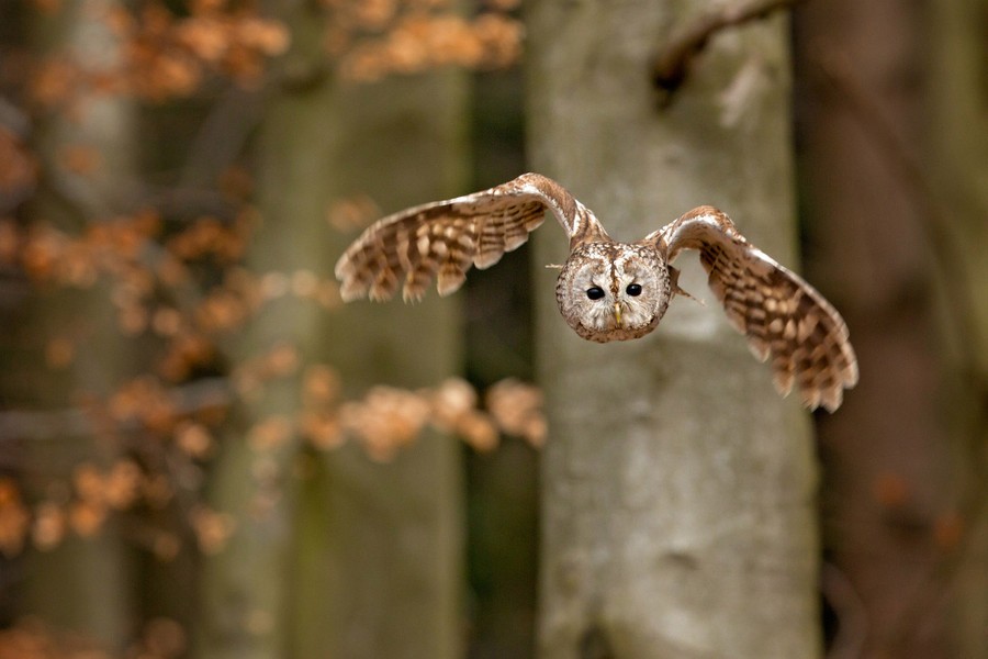 Photos: Superb Owl Sunday VI - The Atlantic