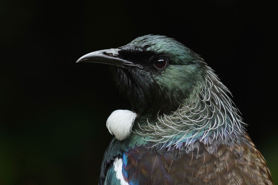 The 2020 Audubon Photography Awards - The Atlantic