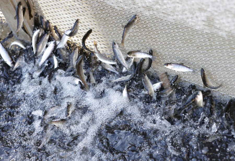 Many small salmon jump from water, penned in by screens.