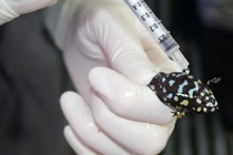 A northern corroboree frog is squirted with hormone.