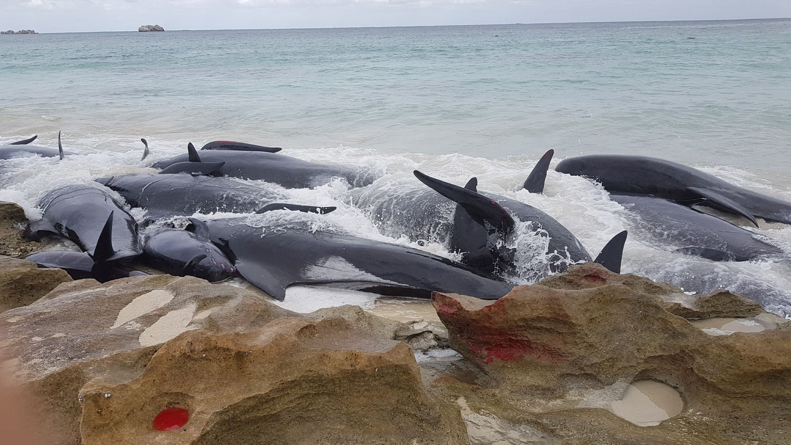 Pilot Whales Stranded On Australian Beach, More Than 50 Dead