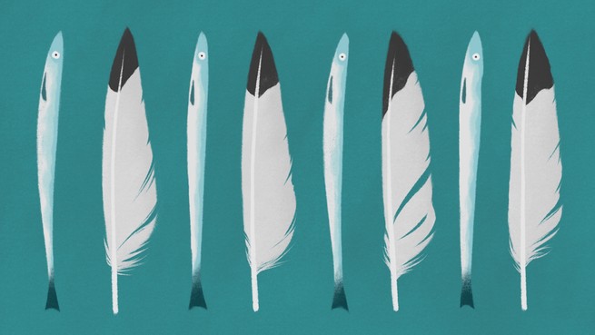 An illustration of sand eels and kittiwake feathers