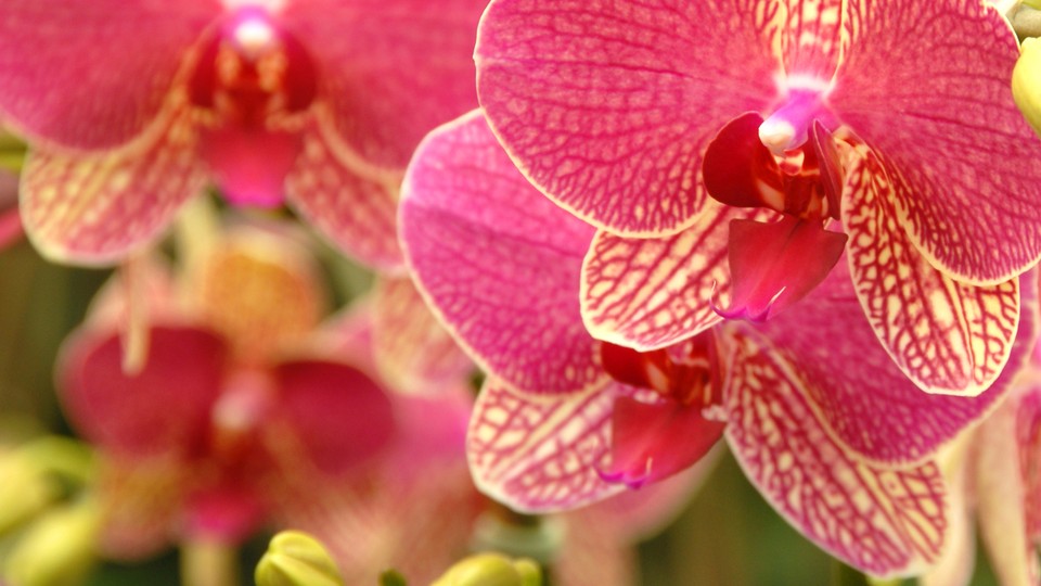 El Arte Delicado de Cultivar Orquídeas Profesionalmente - The Atlantic
