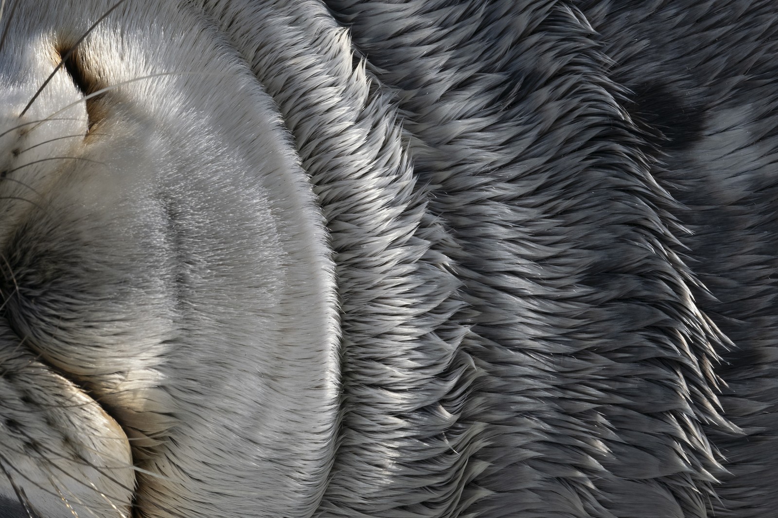 A close view of the fur of a seal's chin and chest