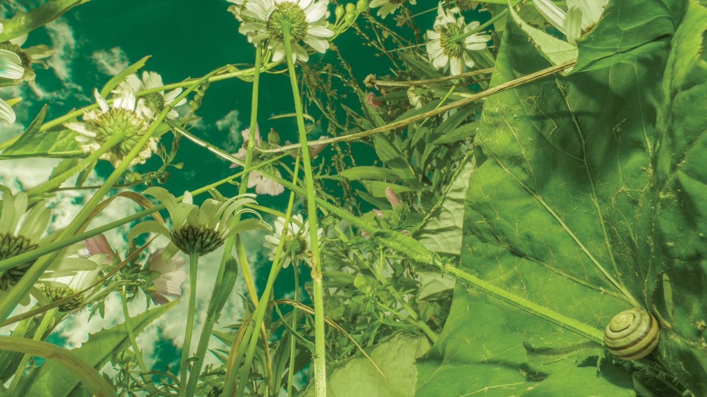 Photo looking up from ground through field of wildflowers