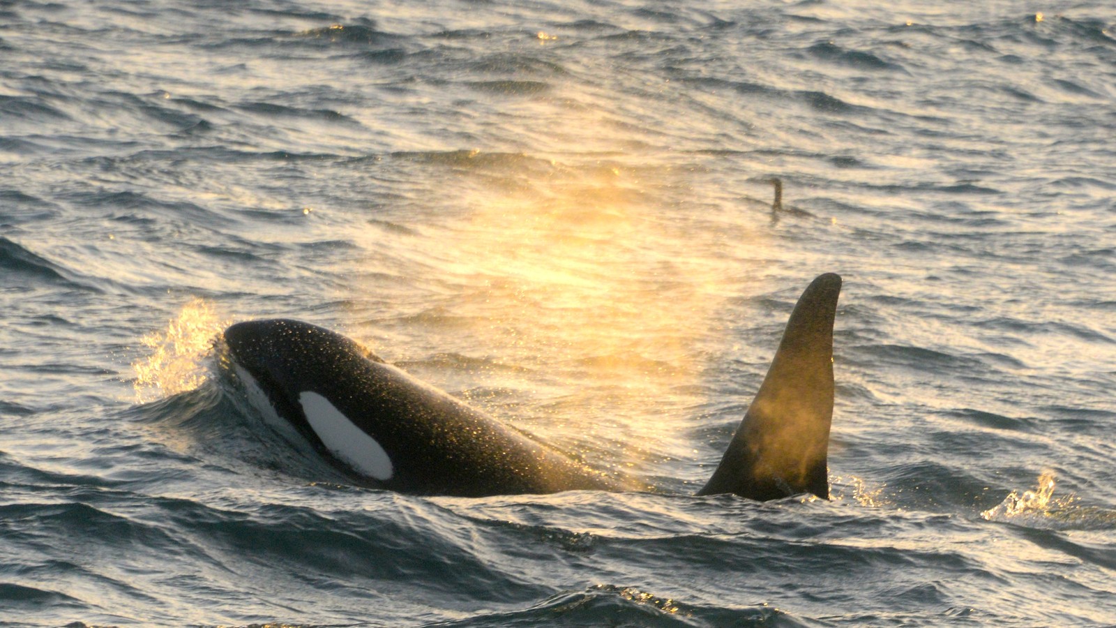 Iceland's Orcas Are Scared of Pilot Whales - The Atlantic