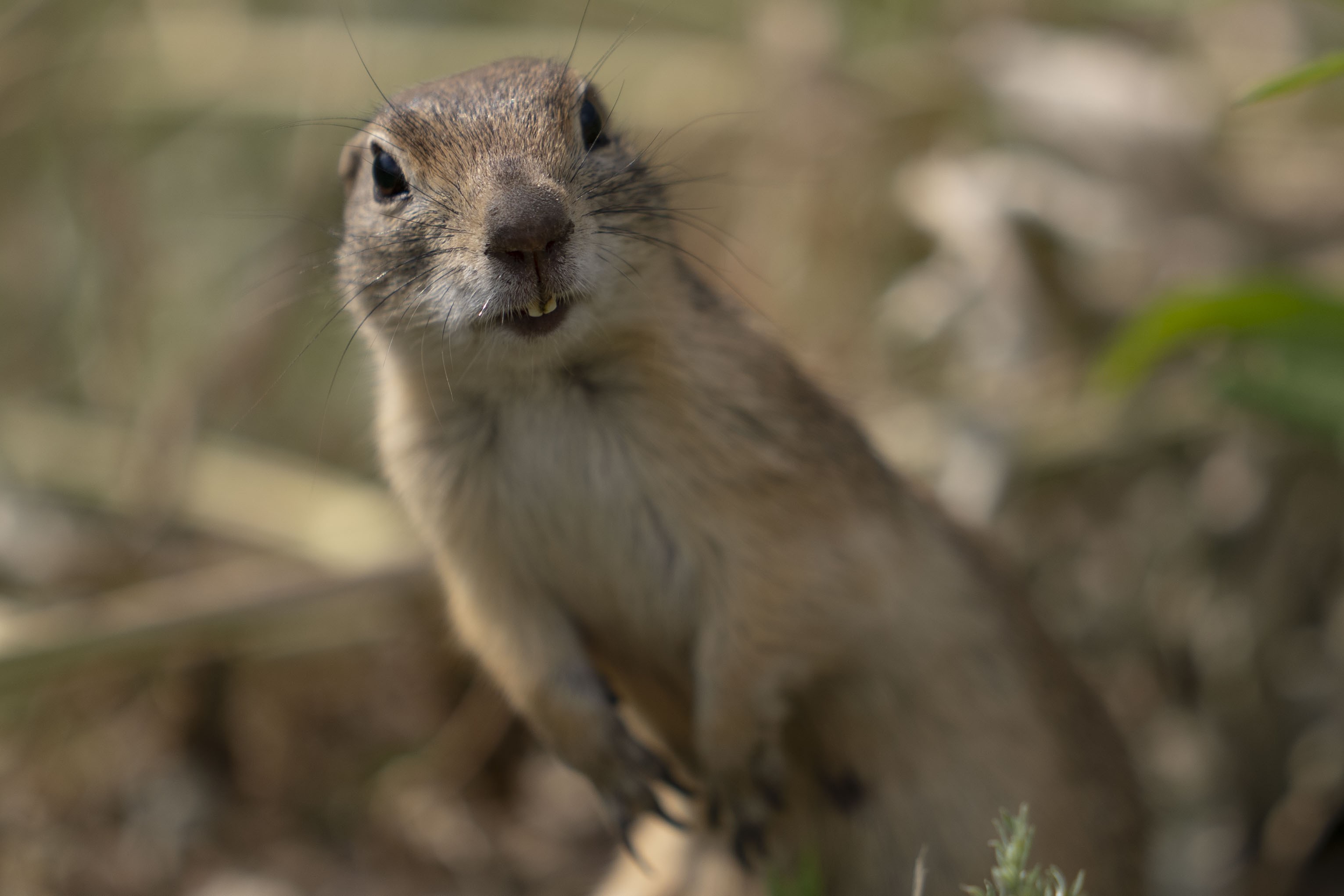 A ground squirrel, its head tilted, looks toward the camera.