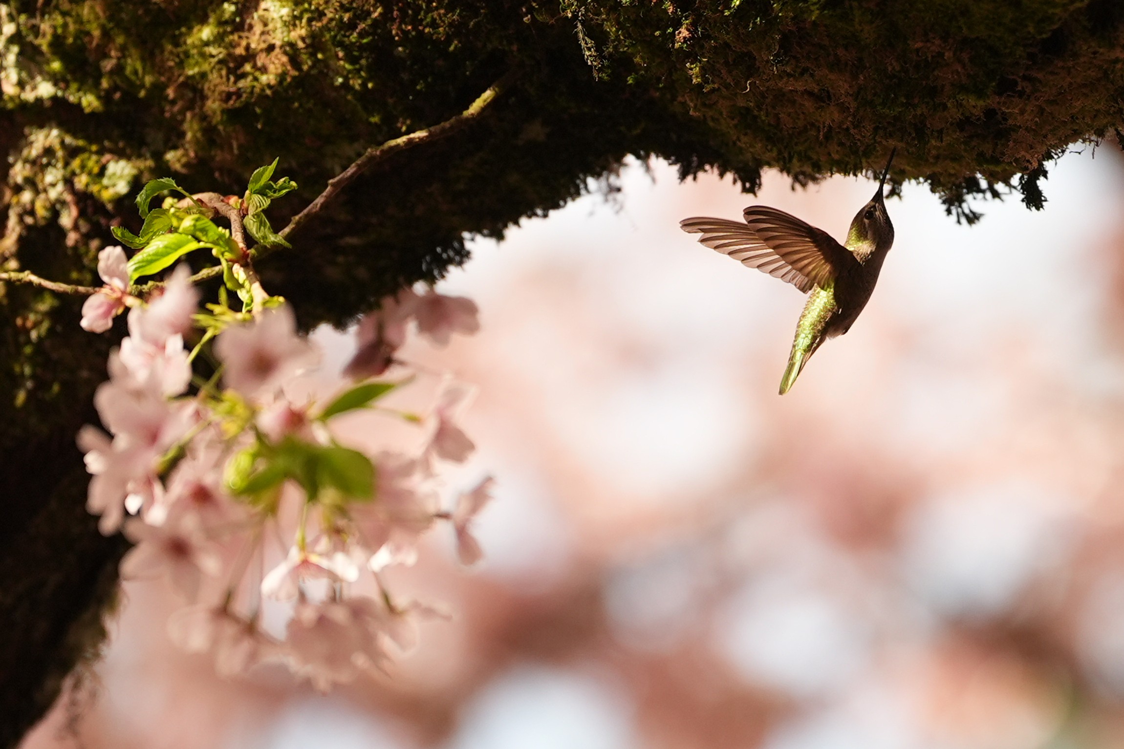 A hummingbird gathers moss from the underside of a tree branch.