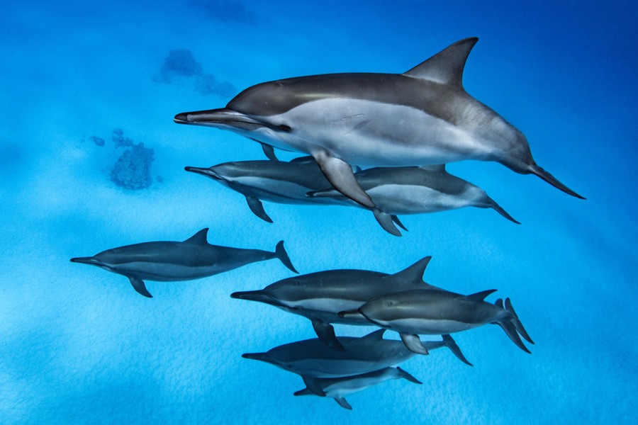 A pod of about eight dolphins swims through blue water.