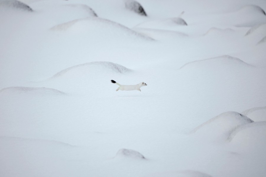 A white-furred weasel bounds across a snowy beach.