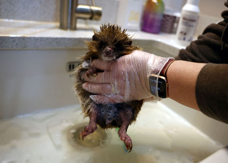A person bathes a hedgehog in a sink.