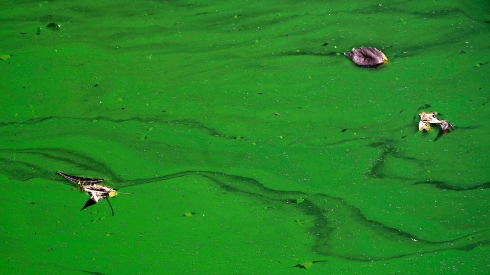 Green water with a few leaves scattered in it
