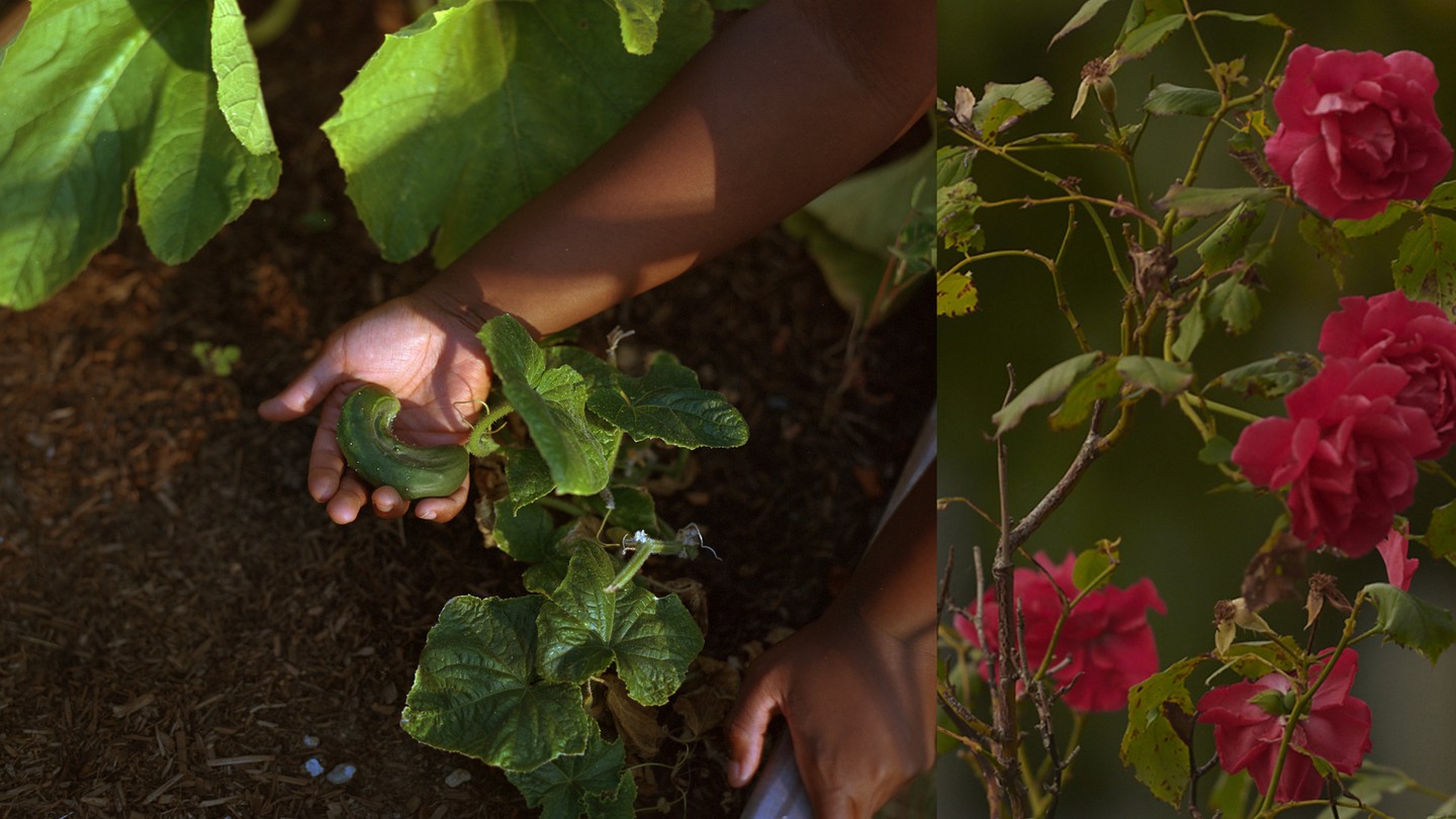 Photo of hands tending to a garden