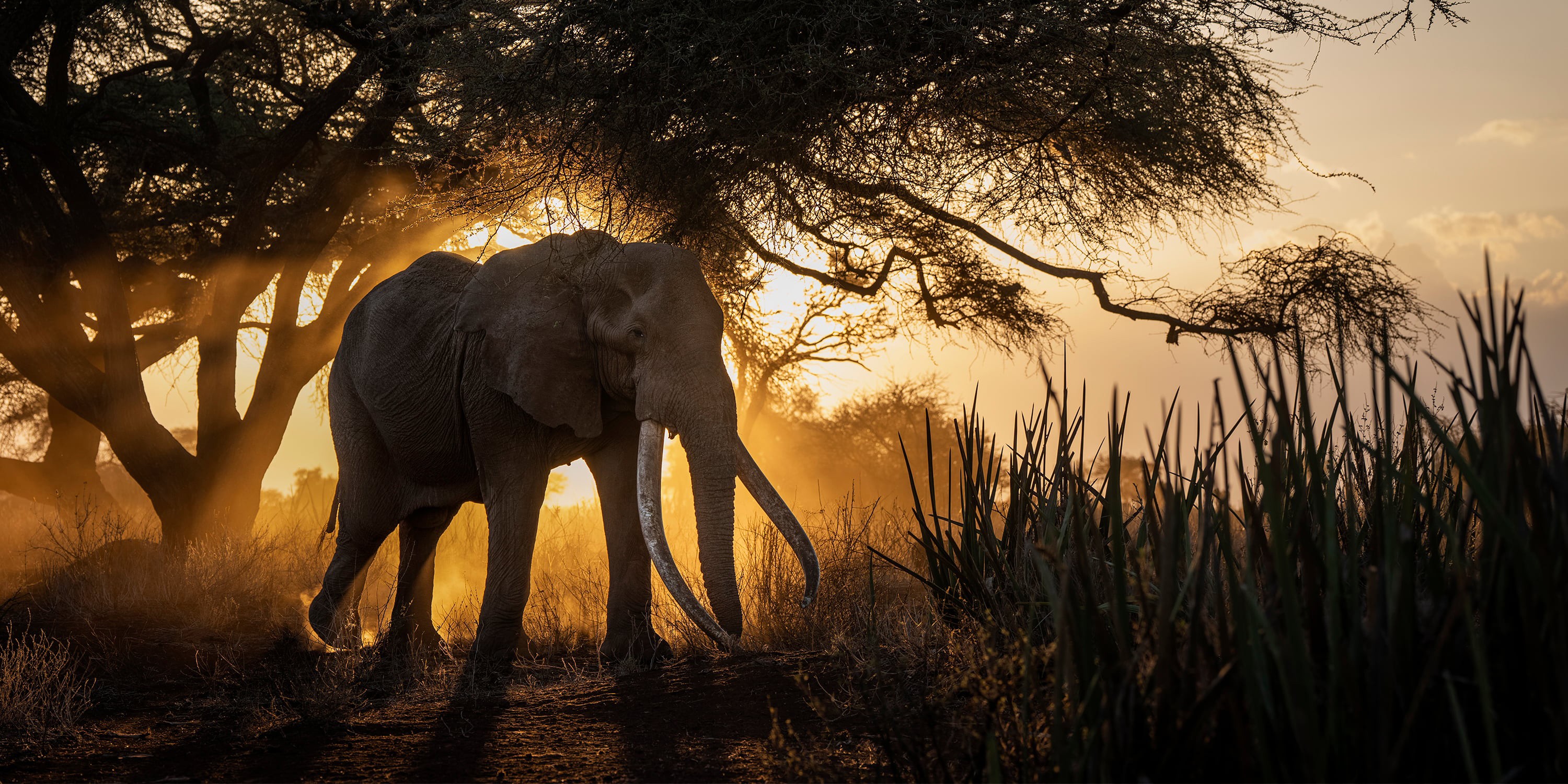 A large elephant walks in front of a low sun among trees and bushes.