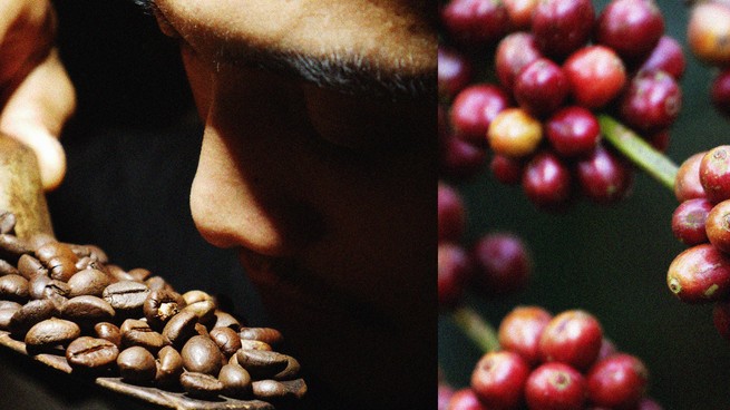 A photo of a person smelling roasted coffee beans next to a photo of Robusta coffee cherries