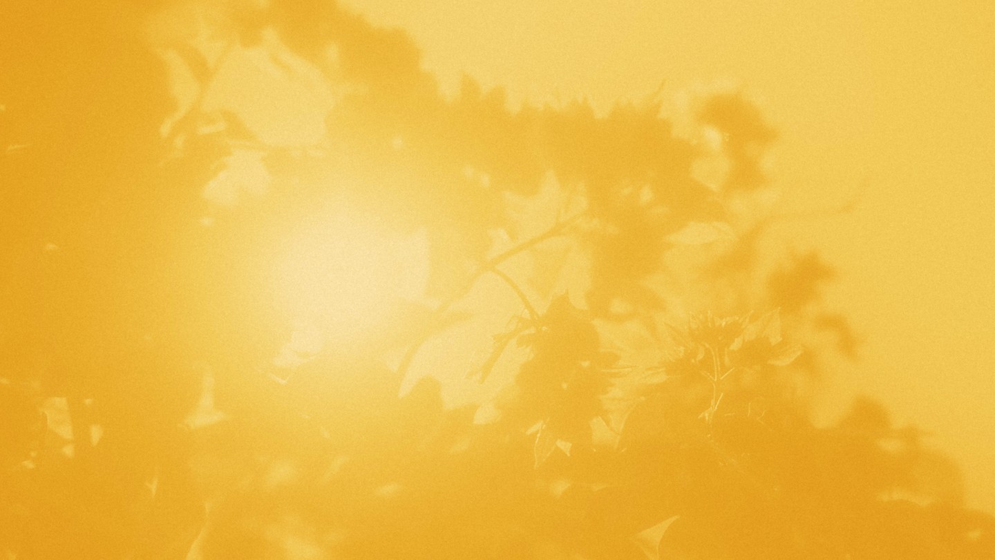 Leaves against the sunlight, with a yellow tint over the entire image