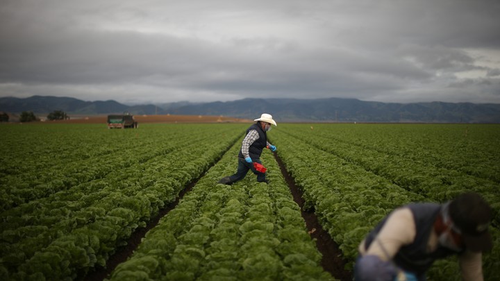 Farmers work under a sky threatening to storm