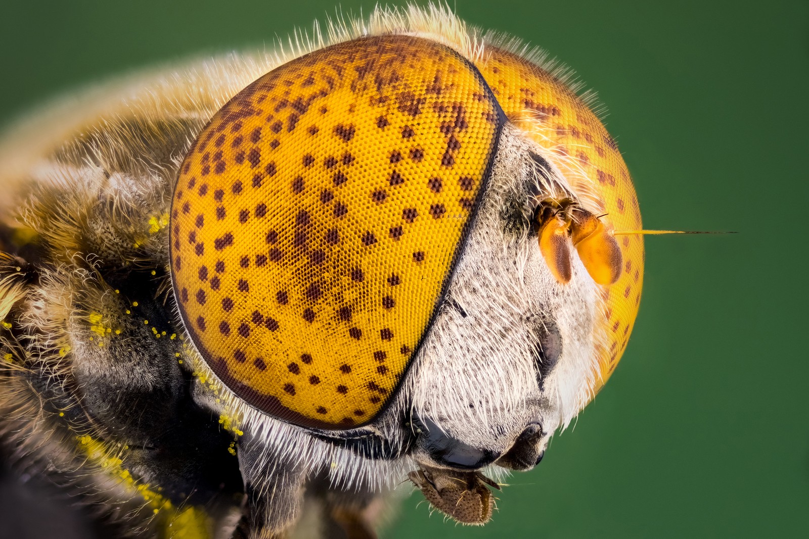 A very close view of the head of a fly, with large yellow eyes with small dark spots on them.