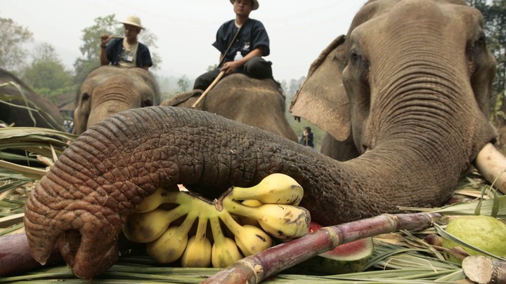 Inside The Elephant Tourism Industry In Thailand The Atlantic