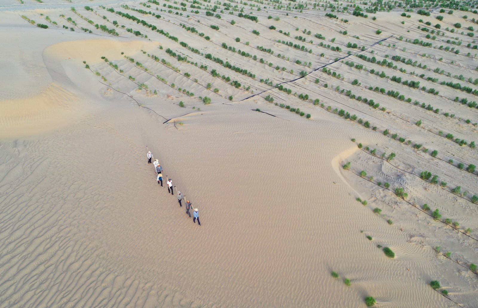 An aerial view of eight men walking on a sand dune past rows of shrubs