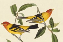 Illustration of two western tanager birds on a vine