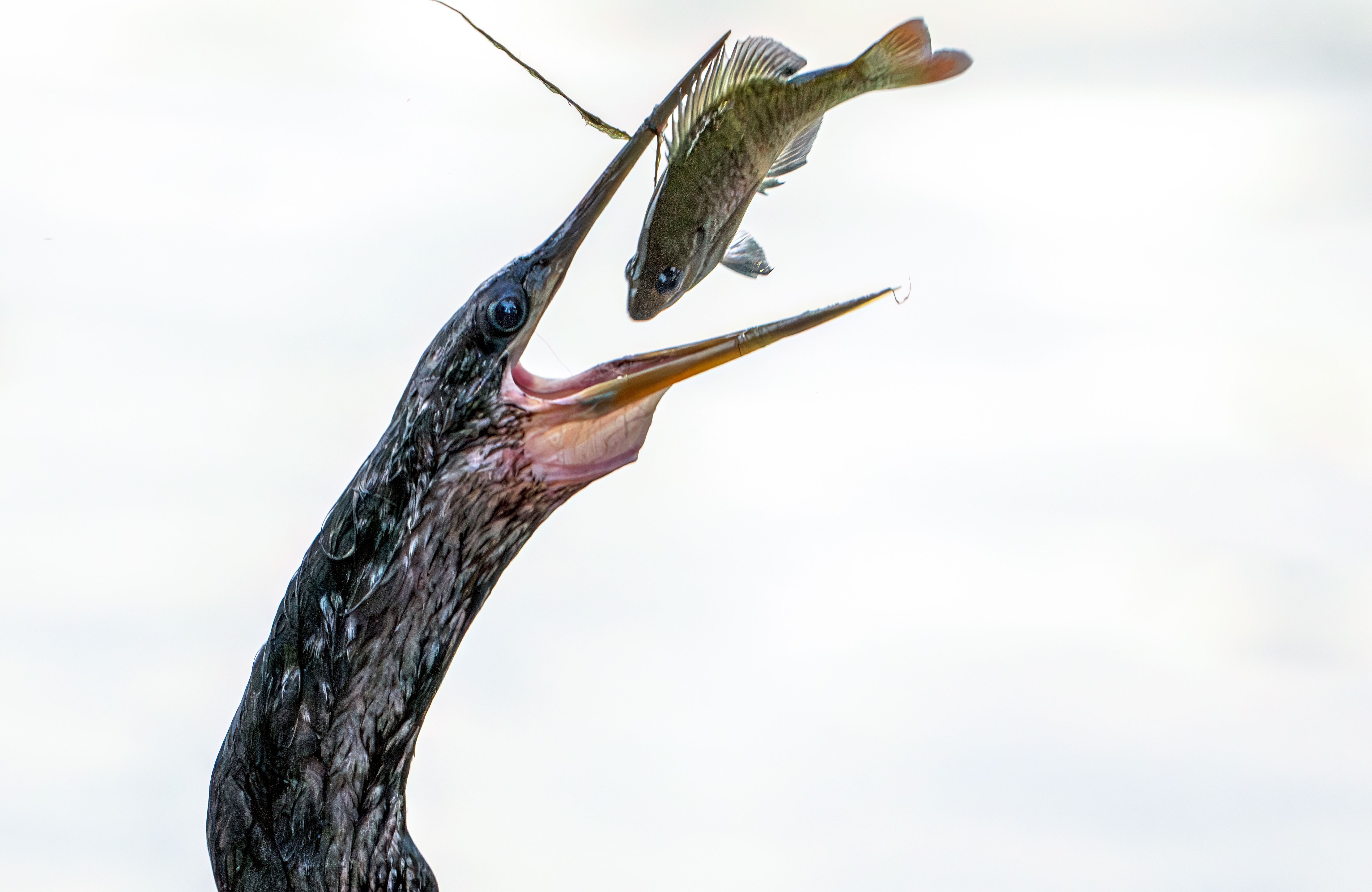 A seabird flips a fish into its beak.