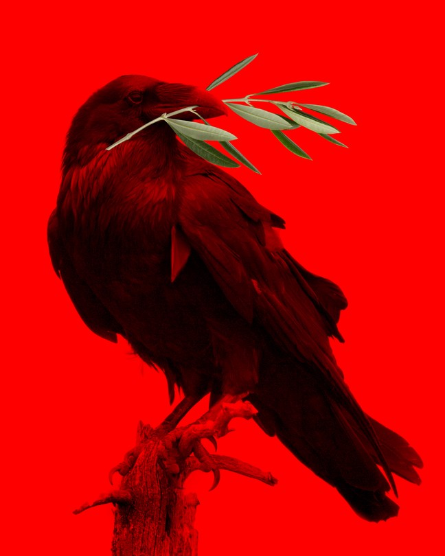 Photo illustration of a crow holding an olive branch over a deep red background