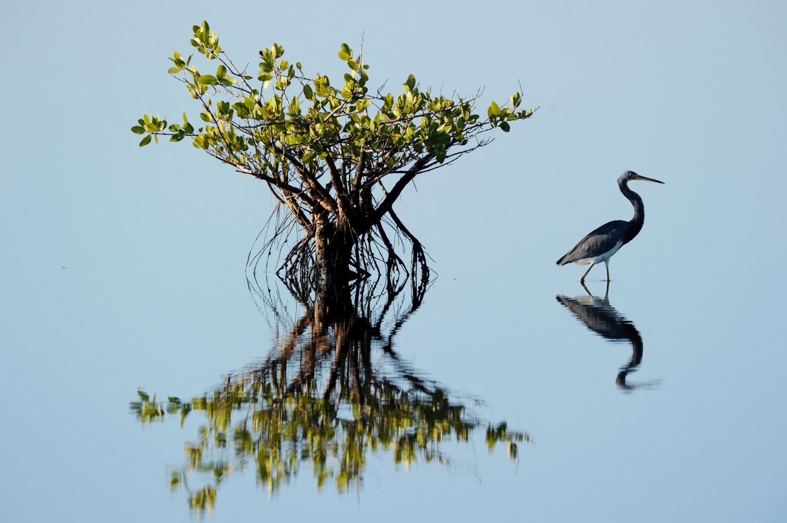 A heron wades in calm, shallow water, beside a small tree.