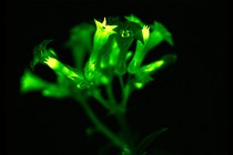 A glowing petunia glows green