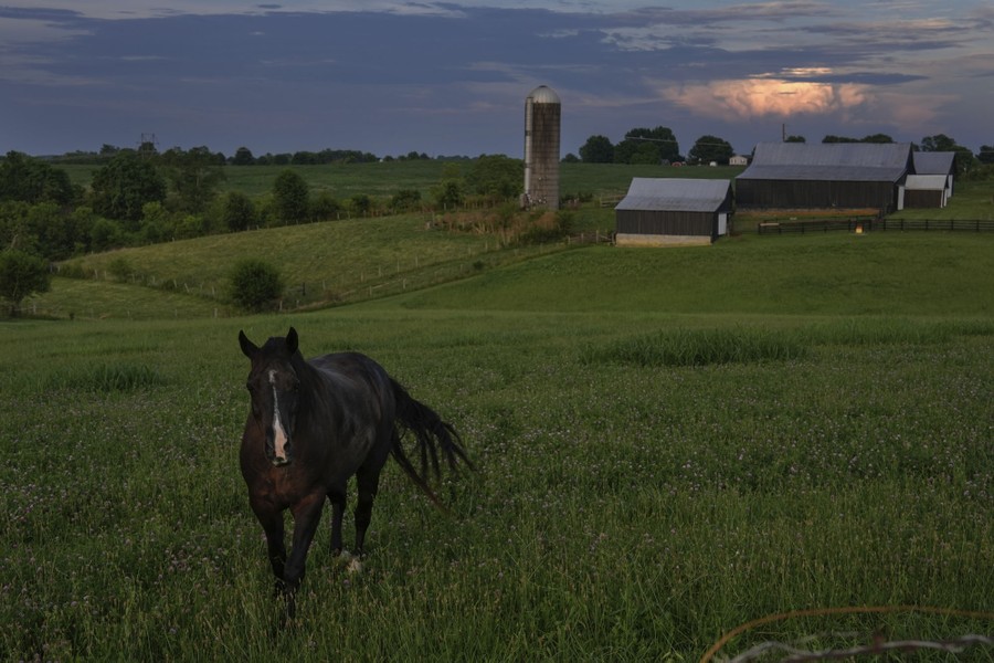 A horse walks in a field with a barn and silo in the background.