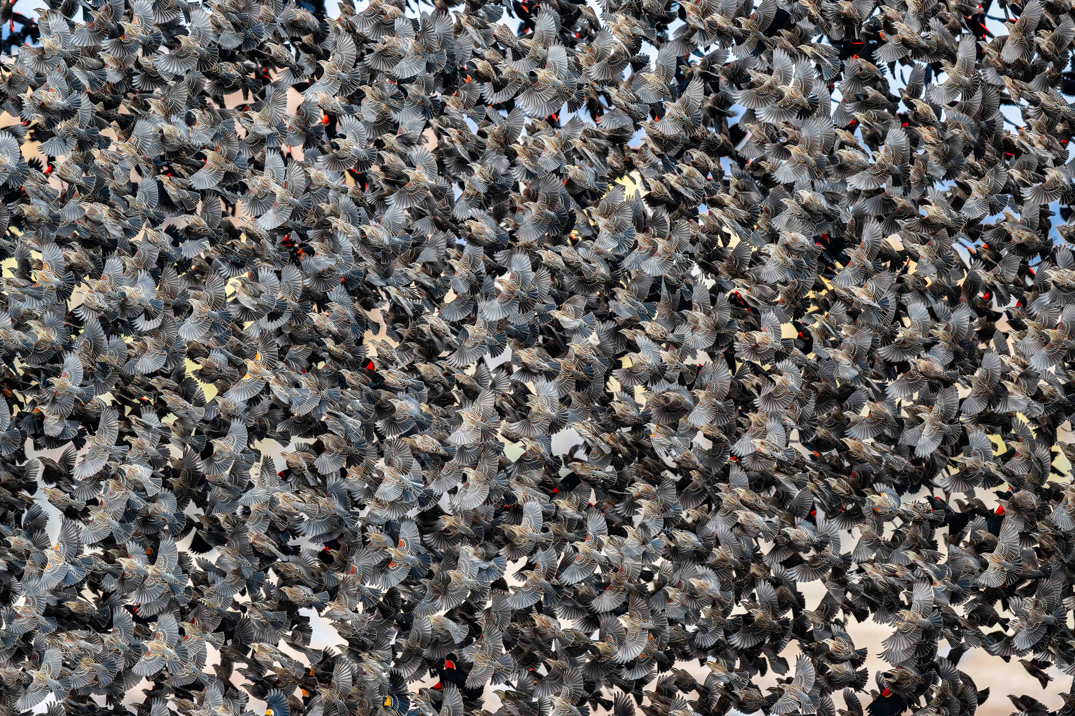A dense flock of blackbirds taking wing fills the image.