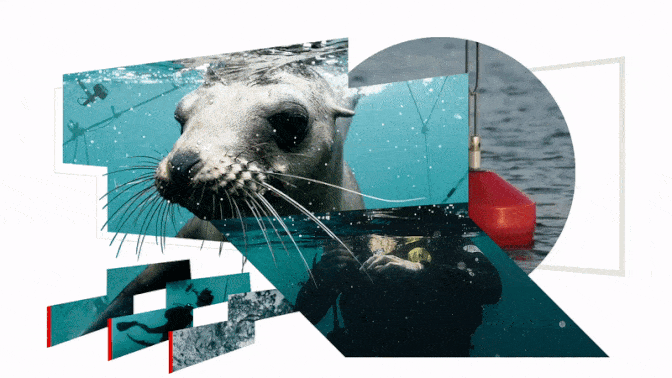 A collage of a seal and water images