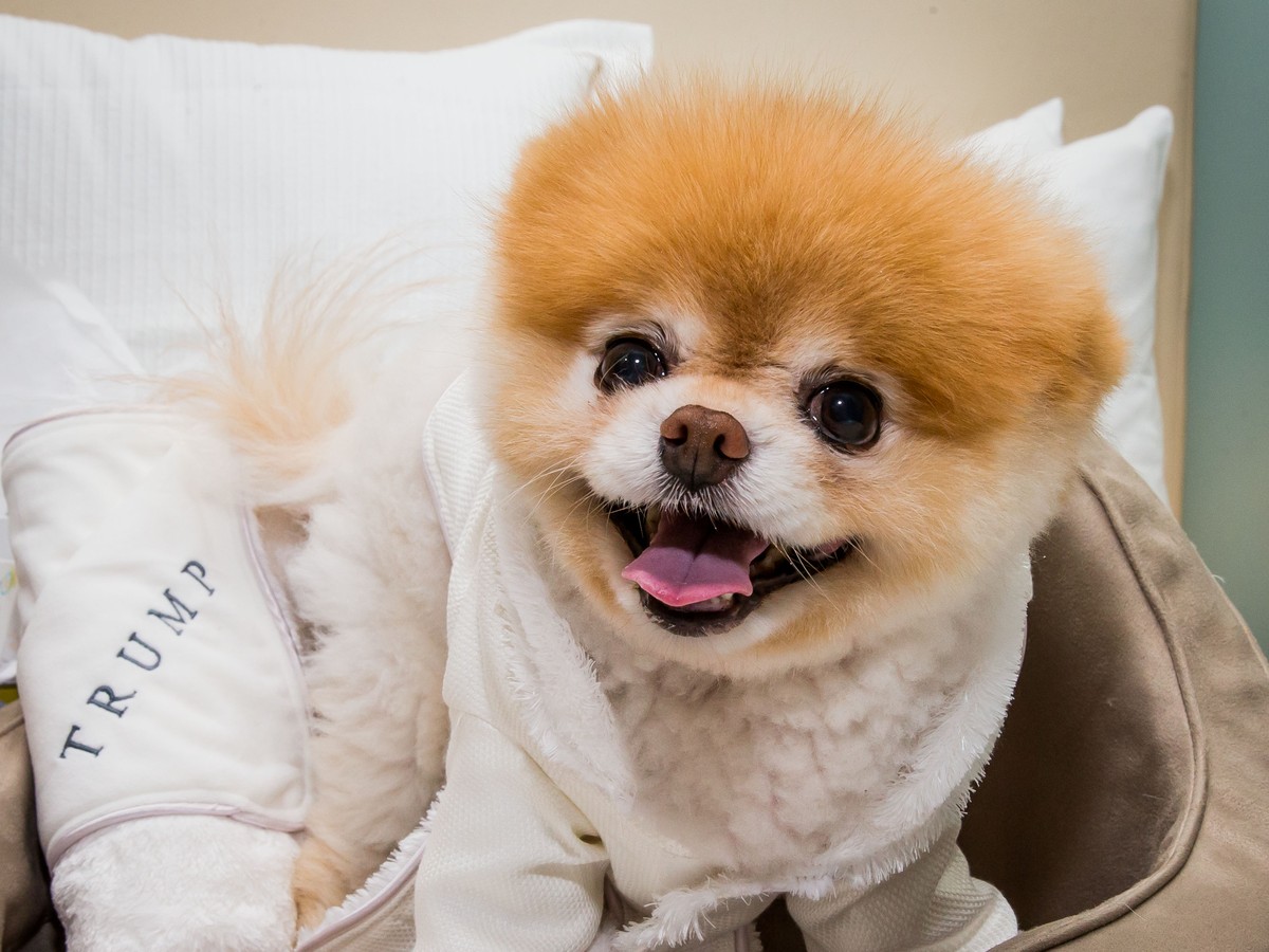 Meet Boo, 'the World's Cutest Dog'—and the Secret Facebook Employee Behind  Him