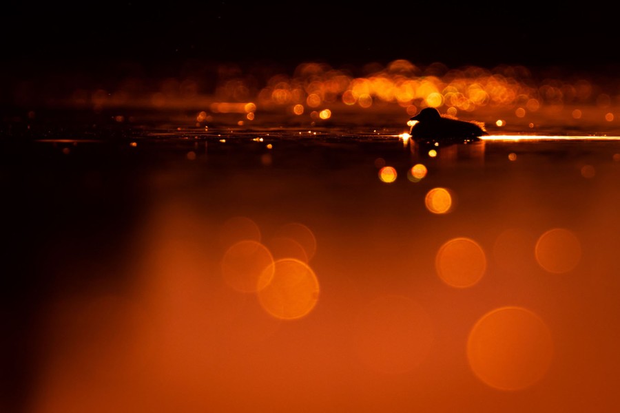 Vue du coucher de soleil d'un grèbe flottant sur un étang, vu sous un angle faible.